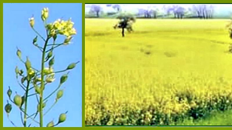 Beneficial properties of camelina oil and contraindications