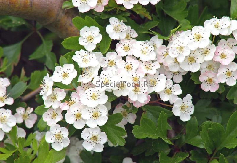 Useful properties of hawthorn berries for humans