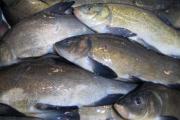 Do I need to clean the tench before frying, how can I do it without any problems?