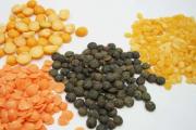 Where and how do lentils grow?