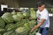 How do you know if a watermelon is ripe?
